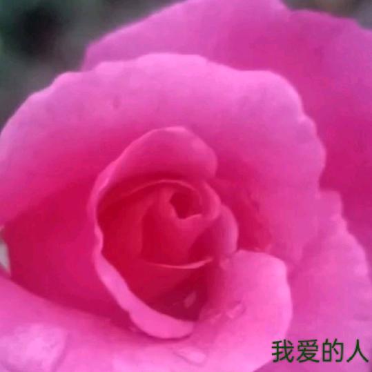 舍得
