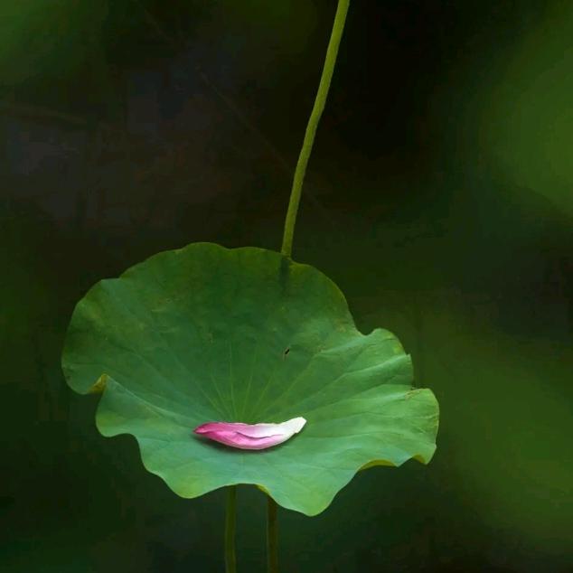 阿秀