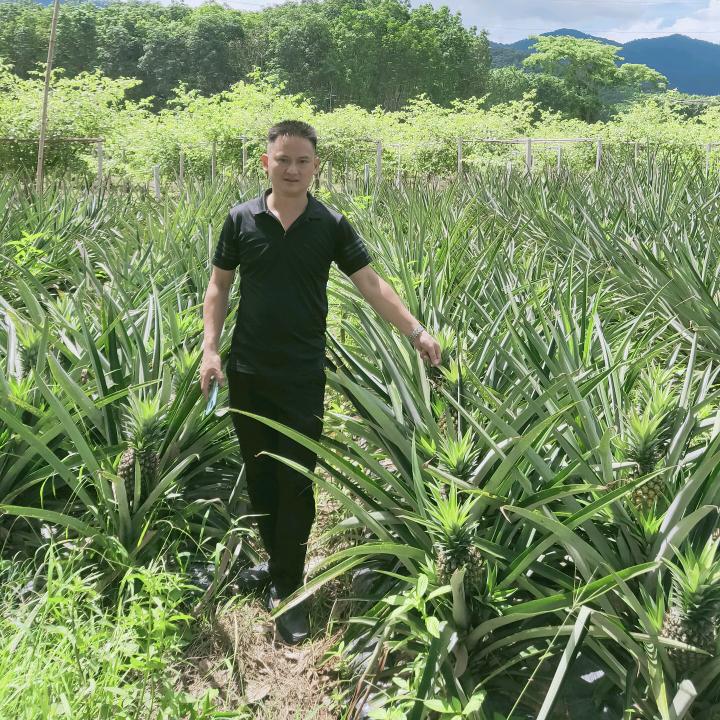 冬蜜凤梨种植