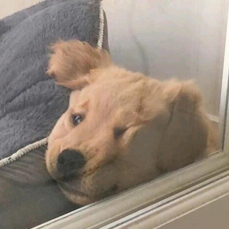 超级乌龟大王🐢