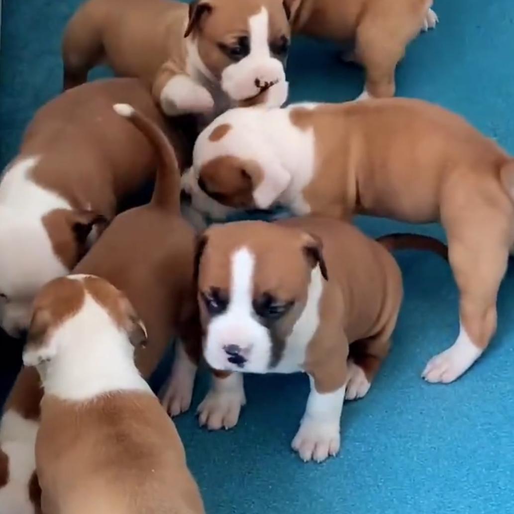 斯坦福猎犬爱好者