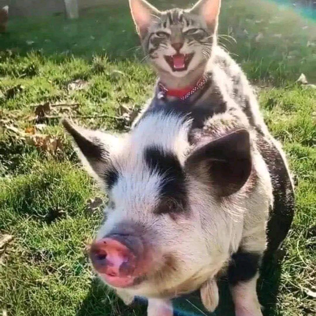 猪做错了什么