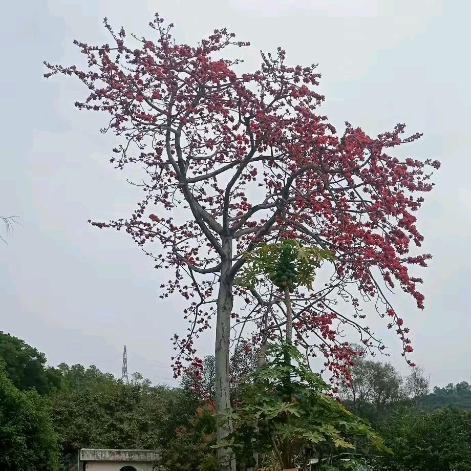 三哥(佛在心中坐  善行终有果)