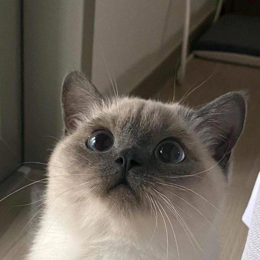 穿裤子的云