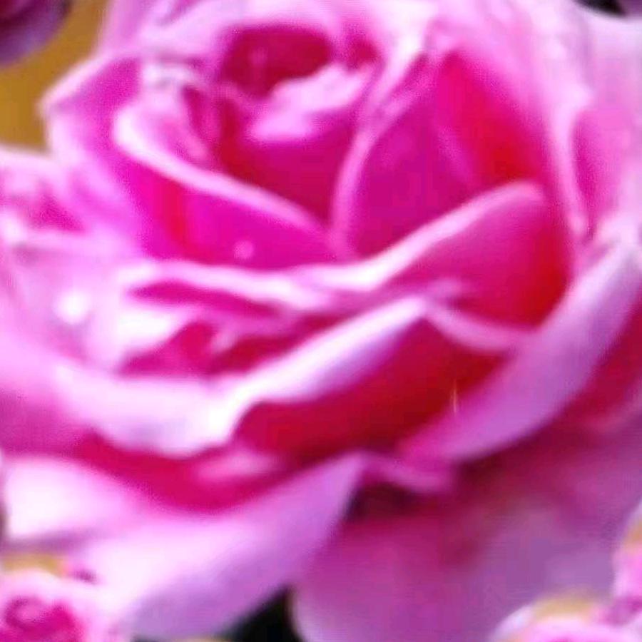 花开富贵🌹🌹🌹