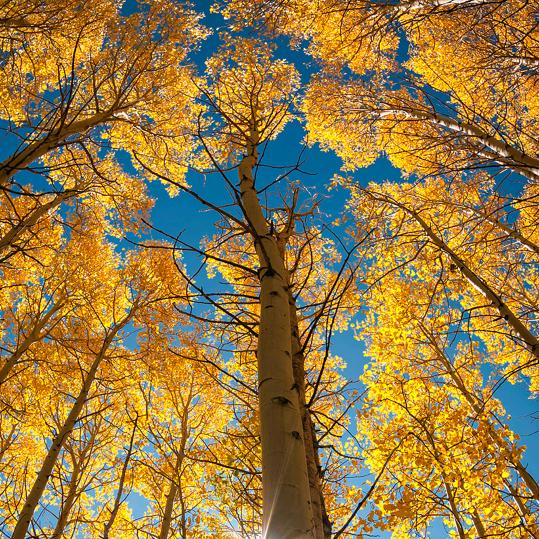 杨记鲜肉酥烧饼