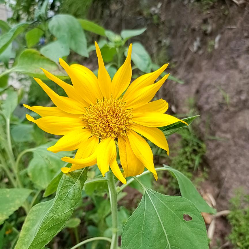 刘幺妹的时光花园