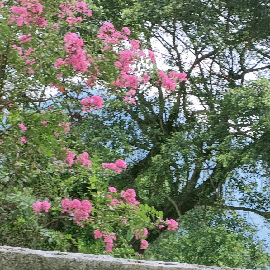 🥀এ᭄ོ࿐ᩚℳঞ随风漂泊