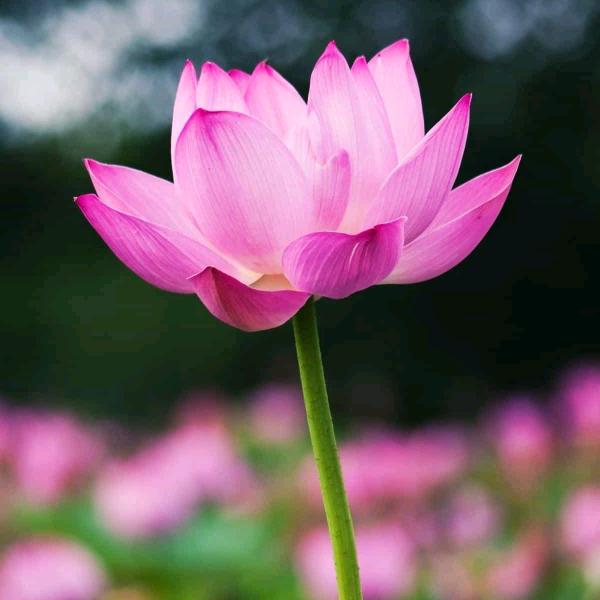 梓俞，梓妍奶奶，奕然外婆❤️💖