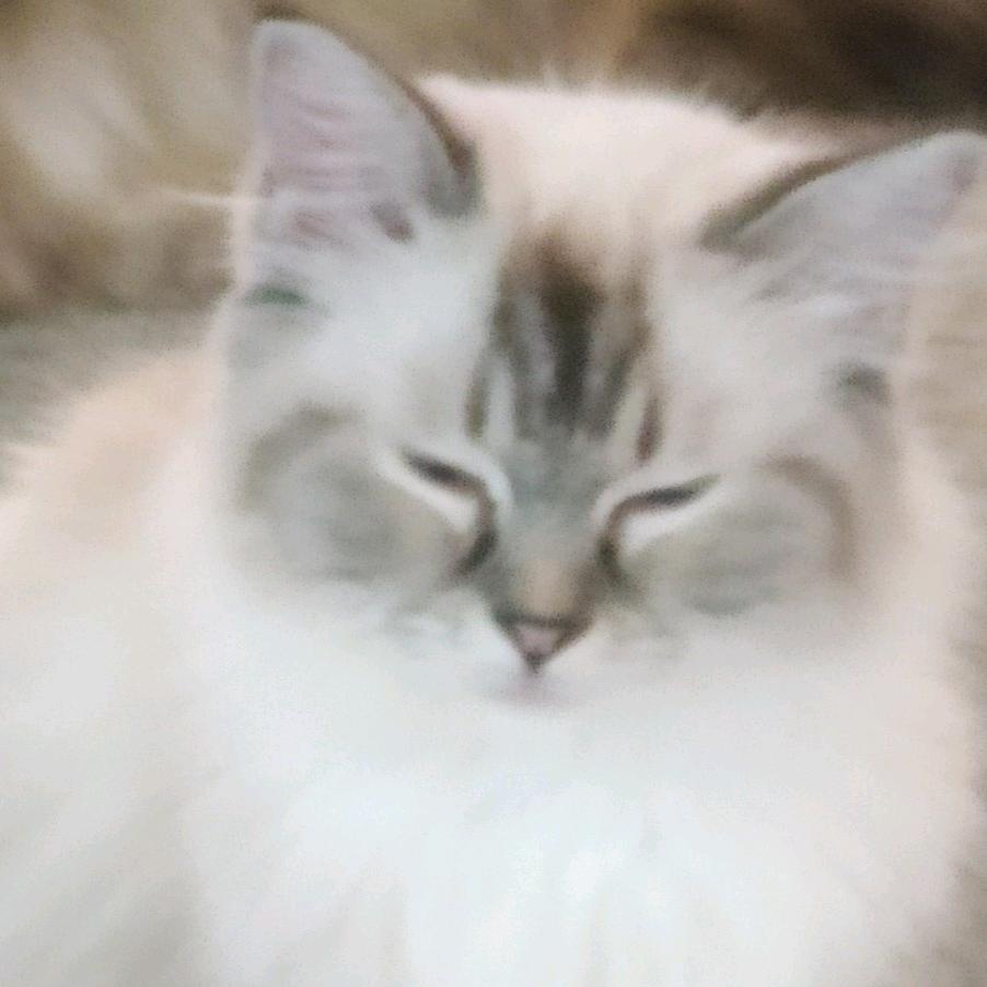 猫猫头