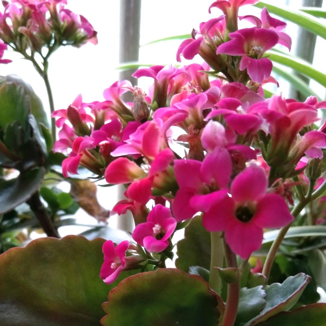 秀芹