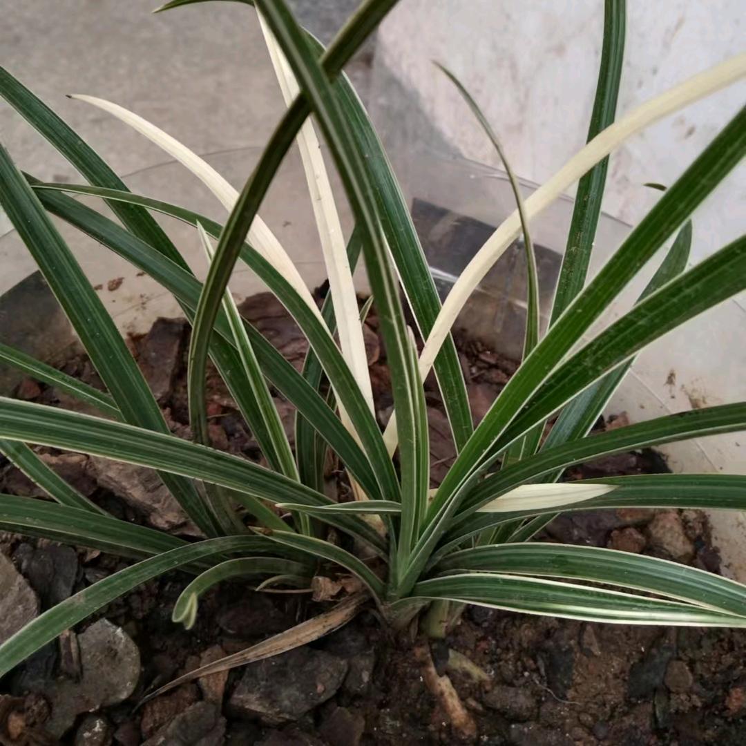 茗香花卉种植