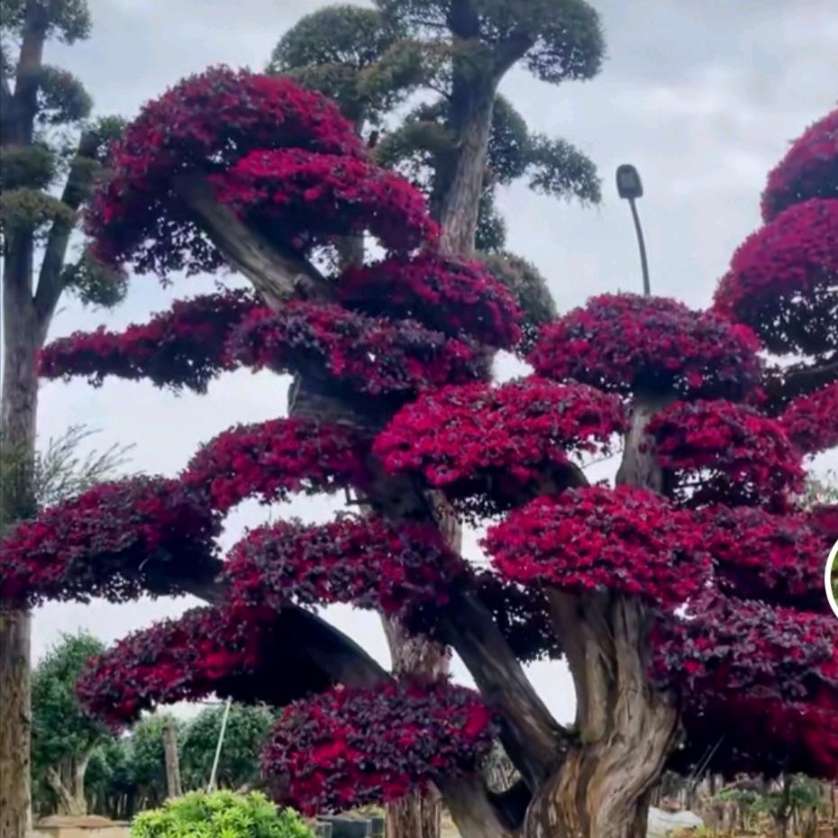 绿林附石盆景