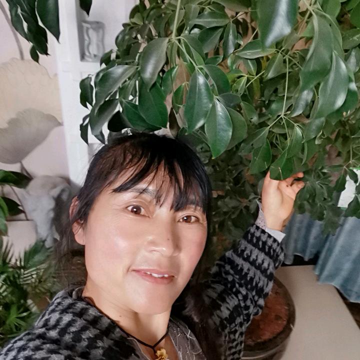 宋代梅
