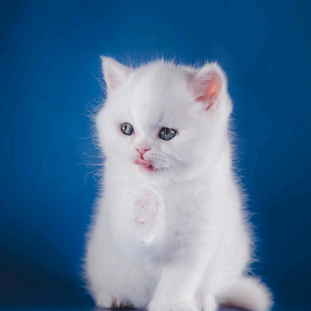 肥肥猫🐱(丧彪)