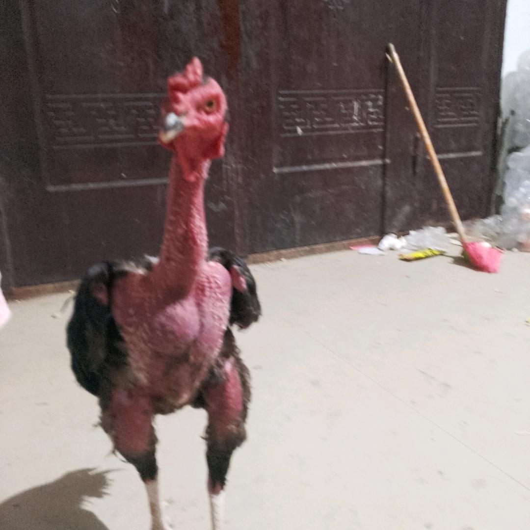 老徐斗鸡养殖