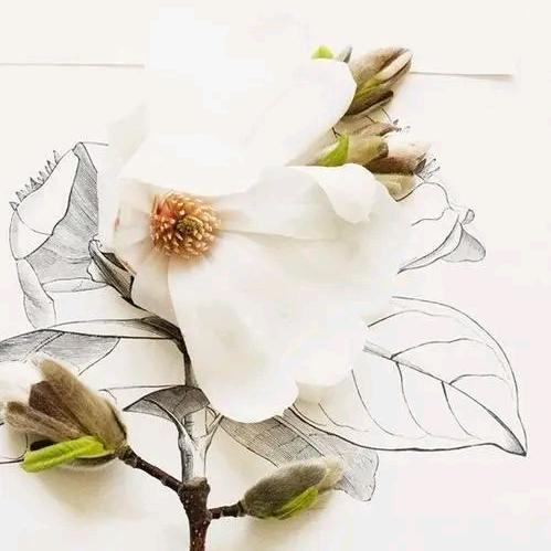 花绯雪