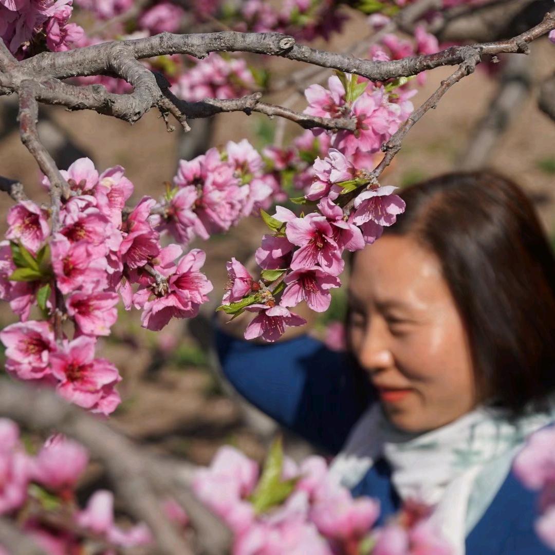 陌上乔麦（拒私聊）