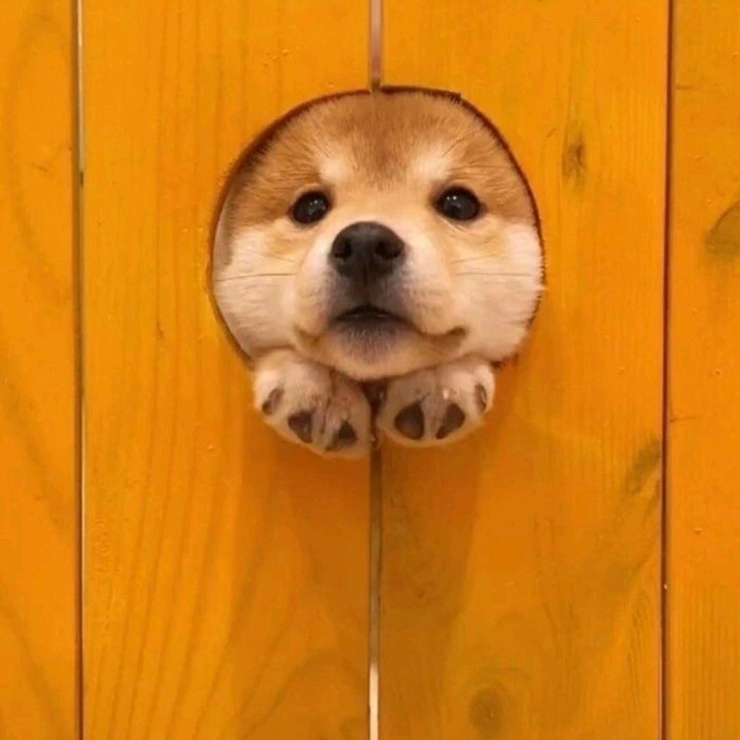 小胖撩宠(豢龙犬舍)