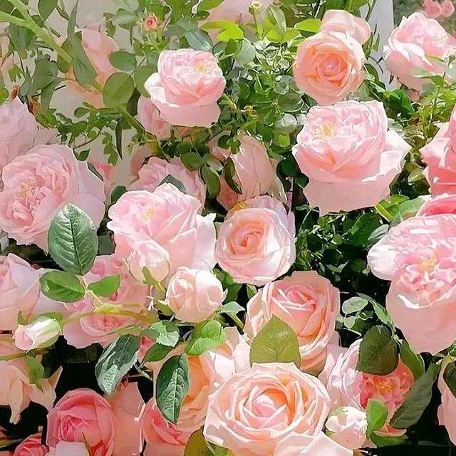 遇见你🌹