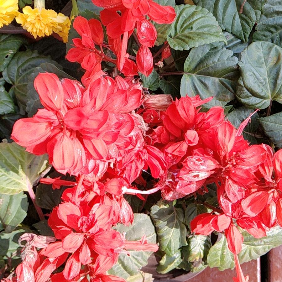 茉莉花