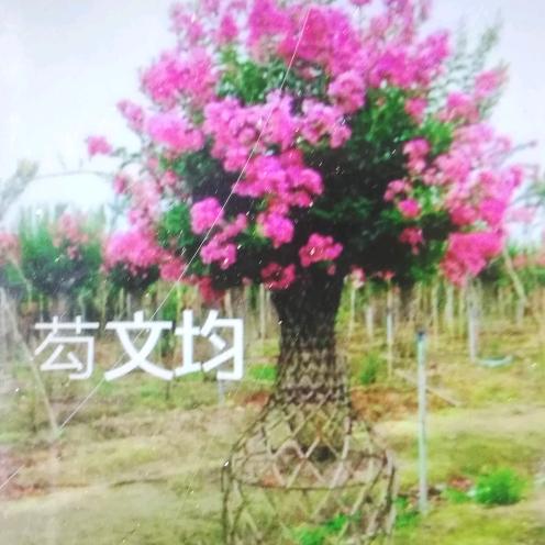 大量出售优植大黄种和紫薇花瓶