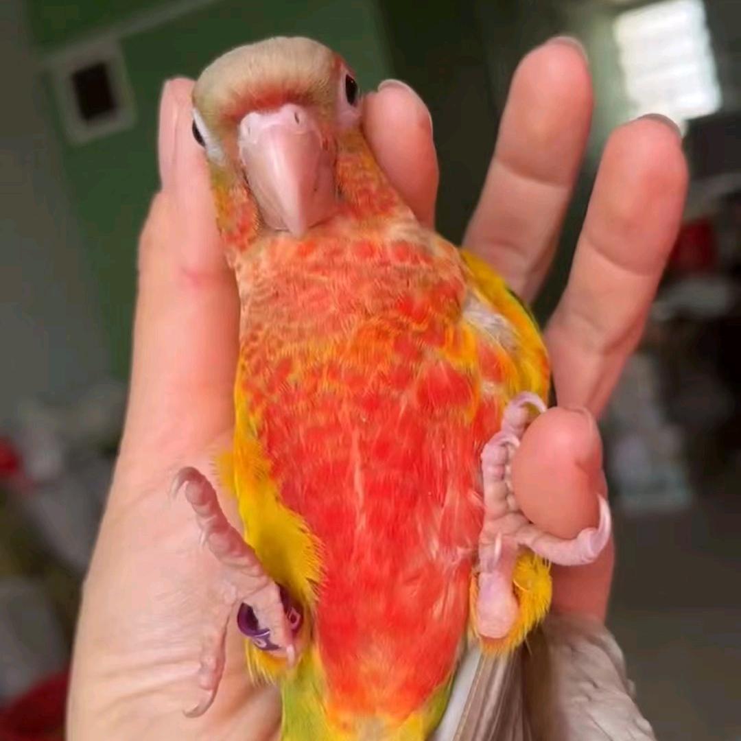 凤鸣❤ 聚鹦堂