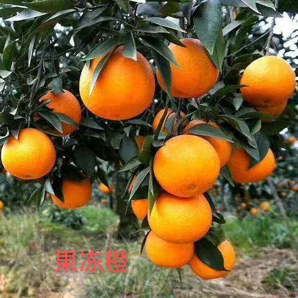 刘朝十