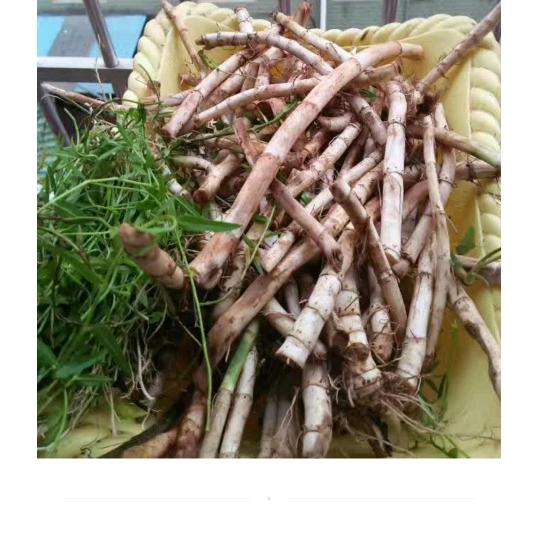 民间 中草药 养生