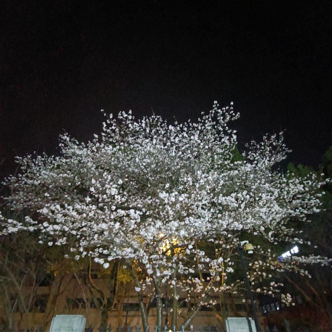 兜兜仔