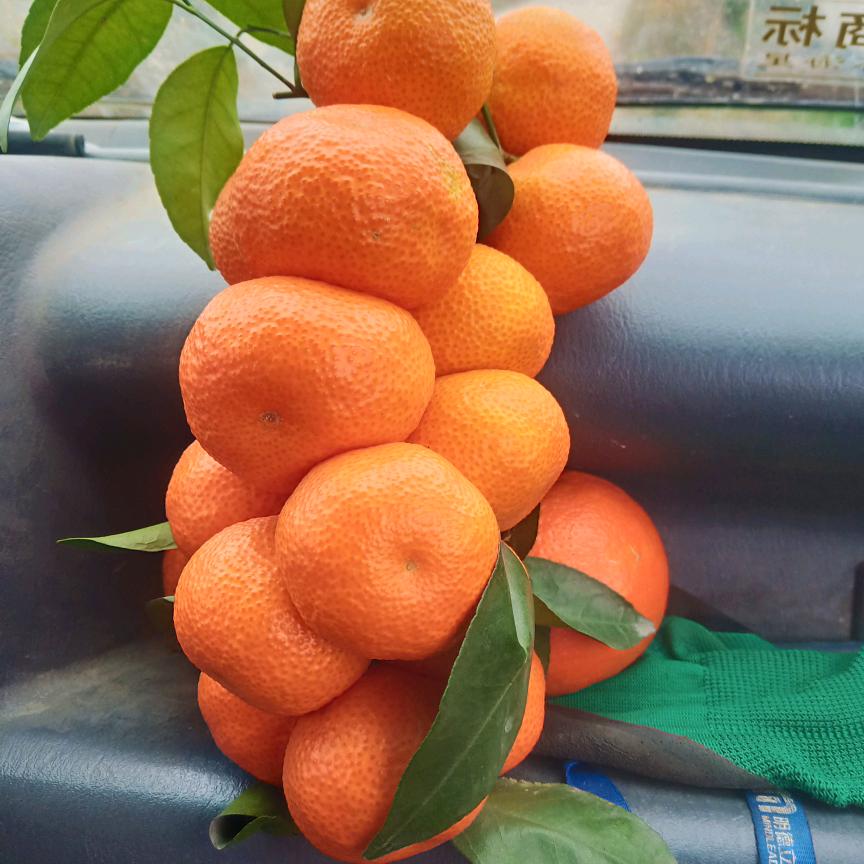 前夫哥