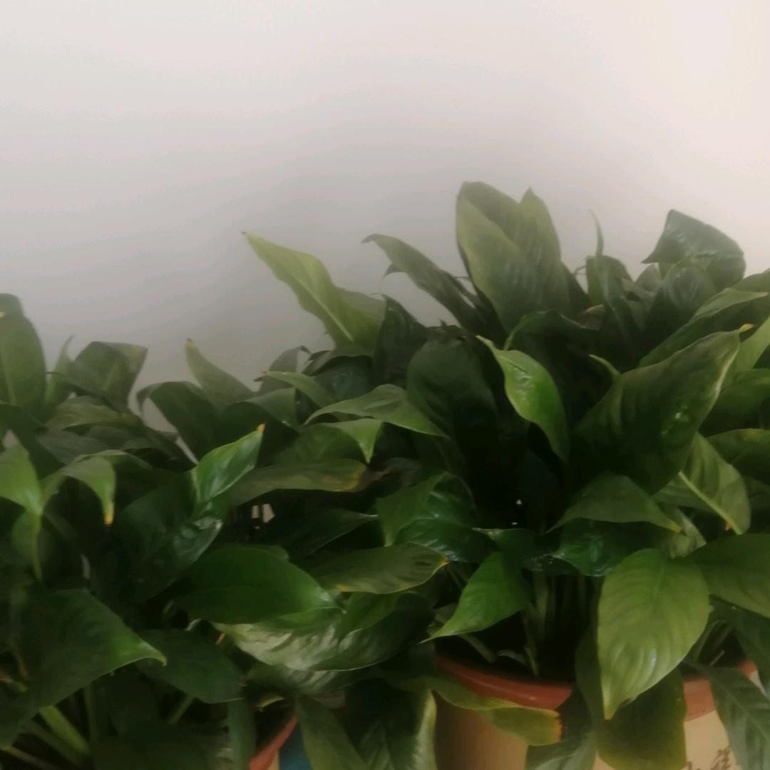 一帆风顺1