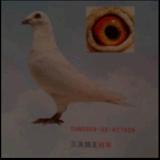 金海鸽舍
