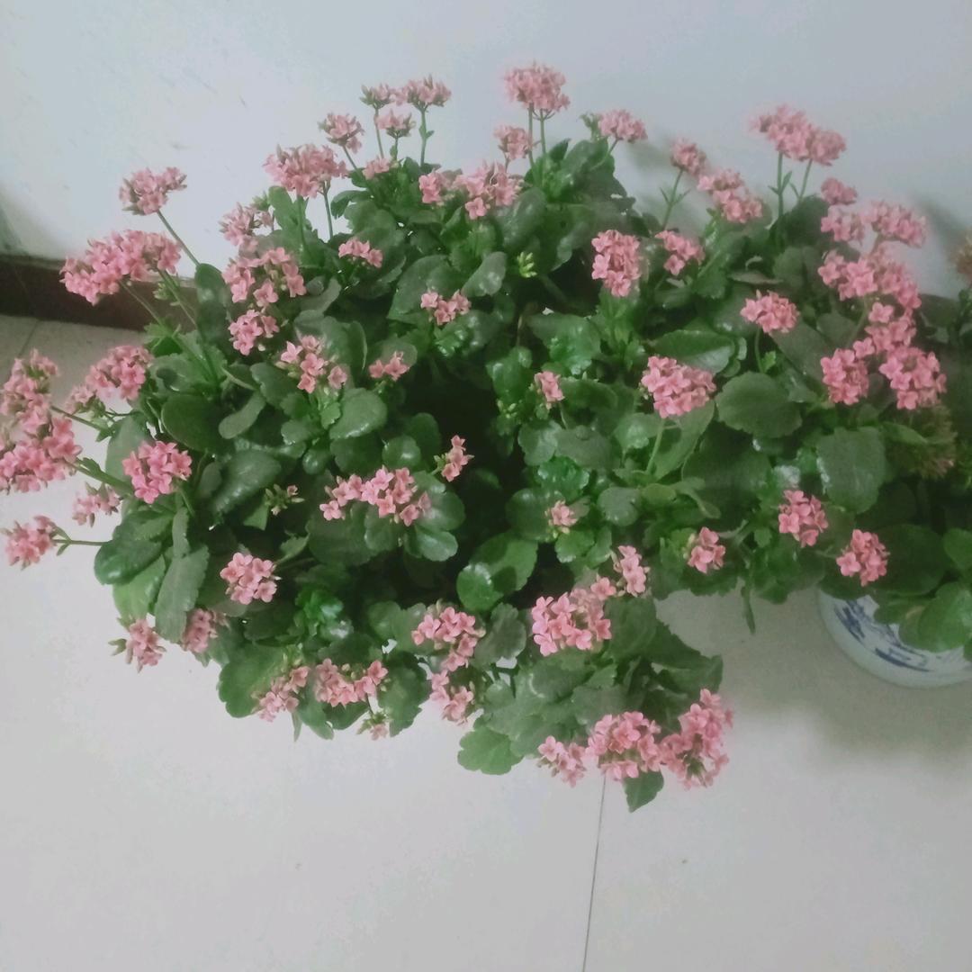 妞妞奶奶