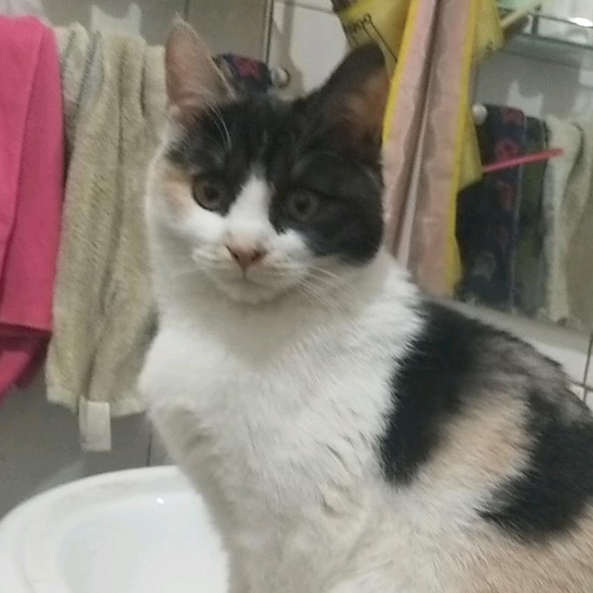痴情