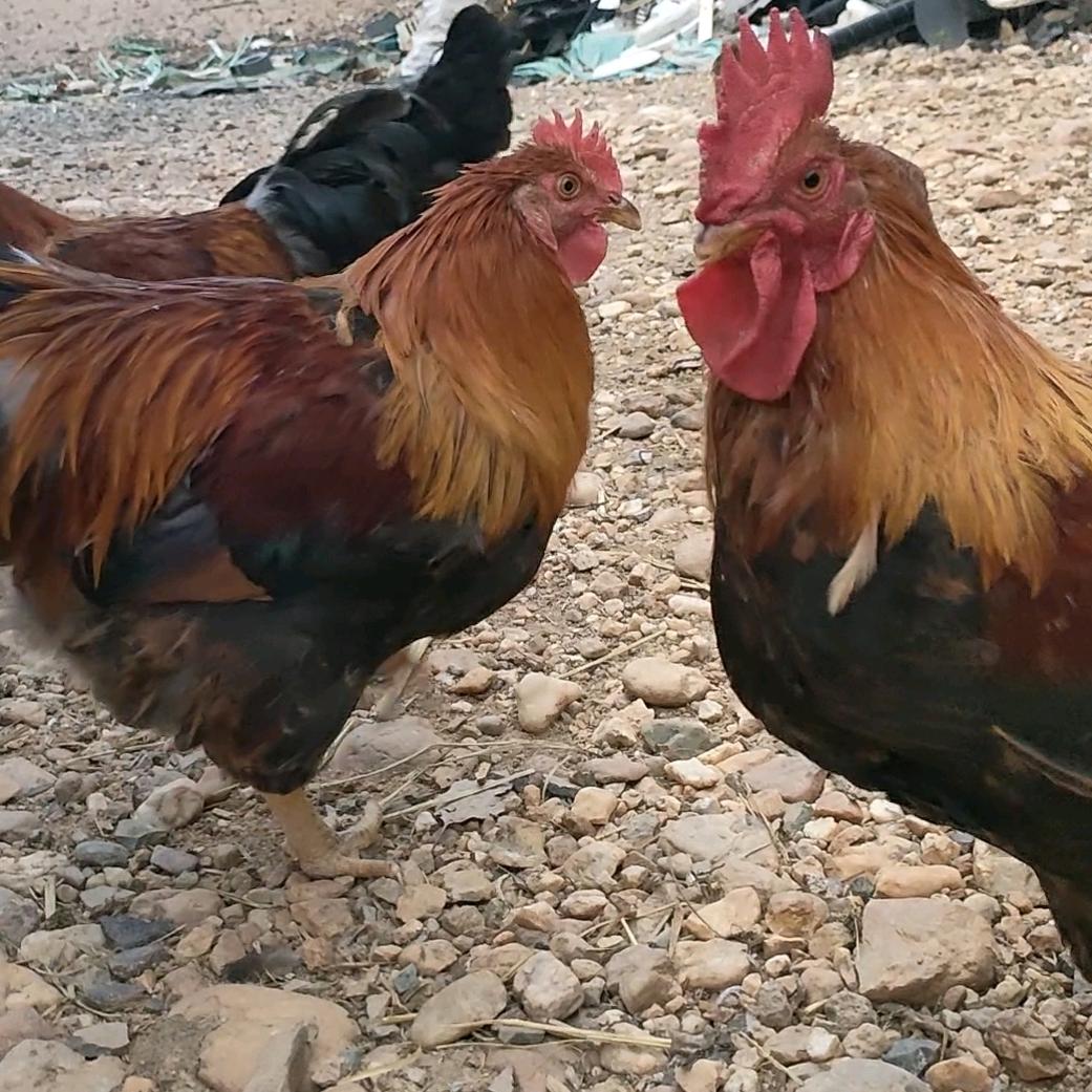 红花楚楼胥生态农庄