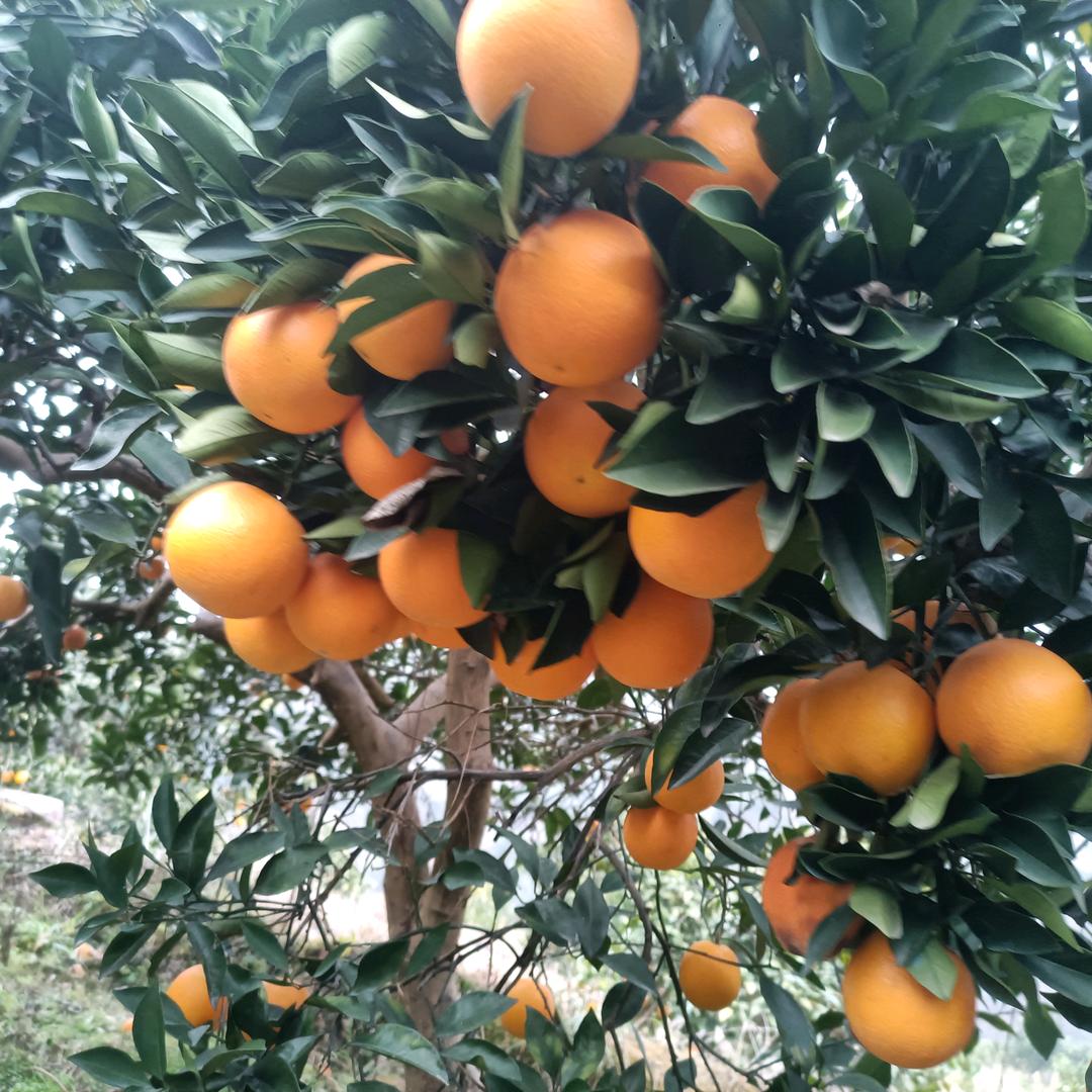 @《湘N胖子》在浙江