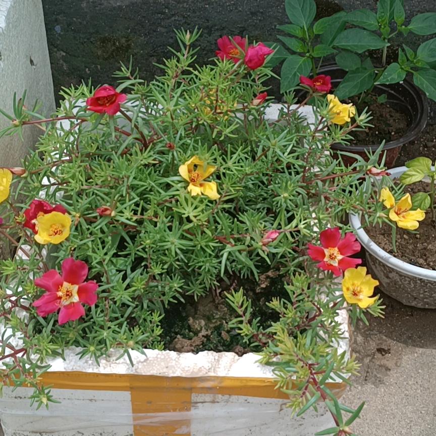 👍🌹，越来越顺