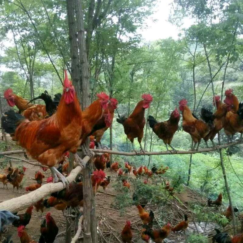 江苏土鸡苗
