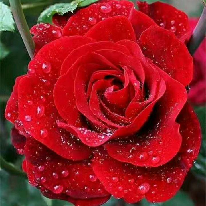 开心过好每一天。