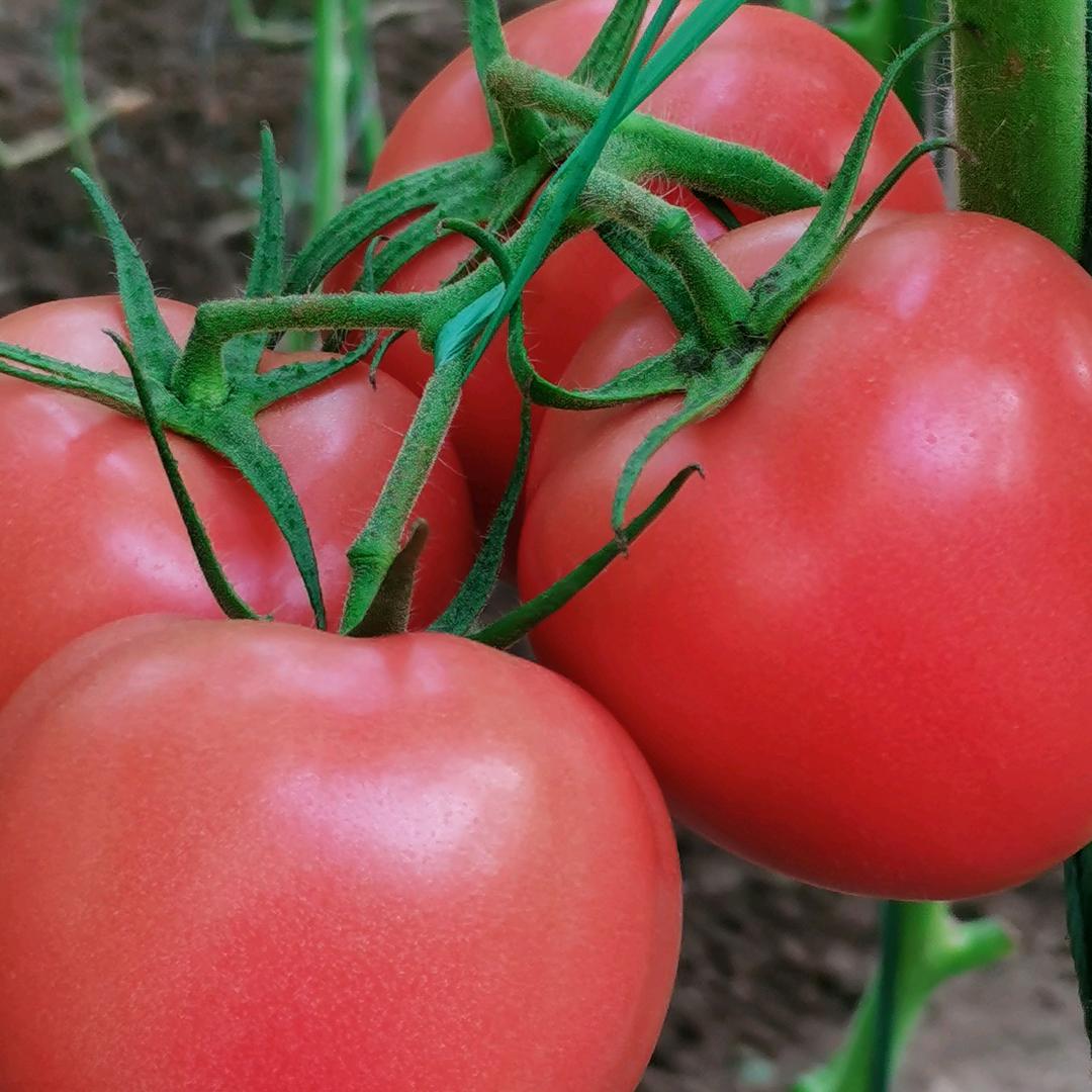 寿光市昌发智慧农业有限公司