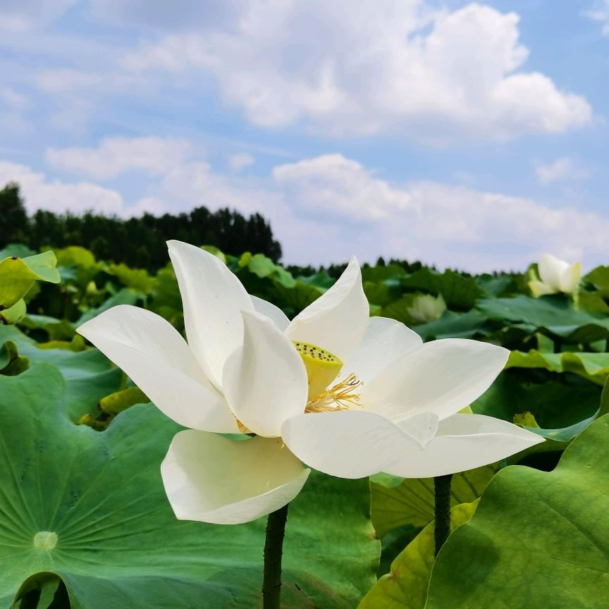 香远益清
