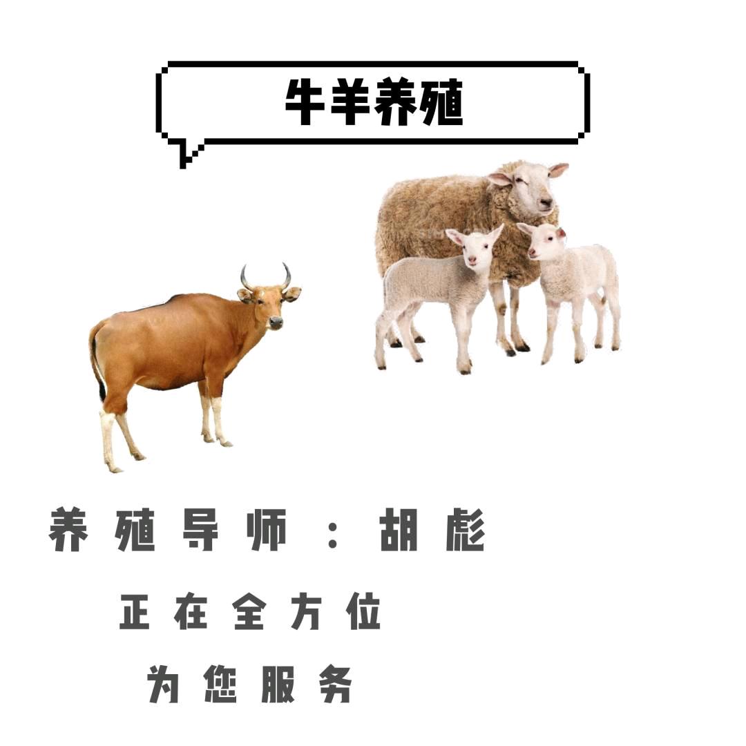 胡彪讲牛羊