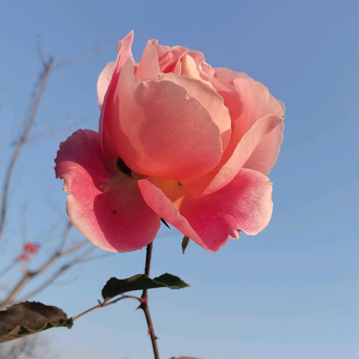 追梦（红顺广告）