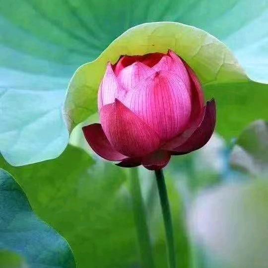 流年似水