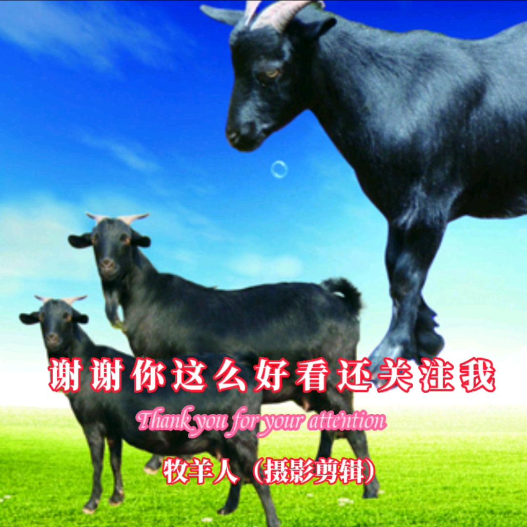 牧羊人爱摄影剪辑
