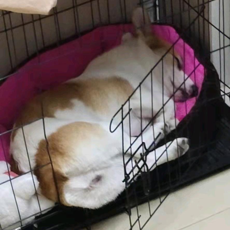 路过ヽ( ￣д￣;)ノ而已