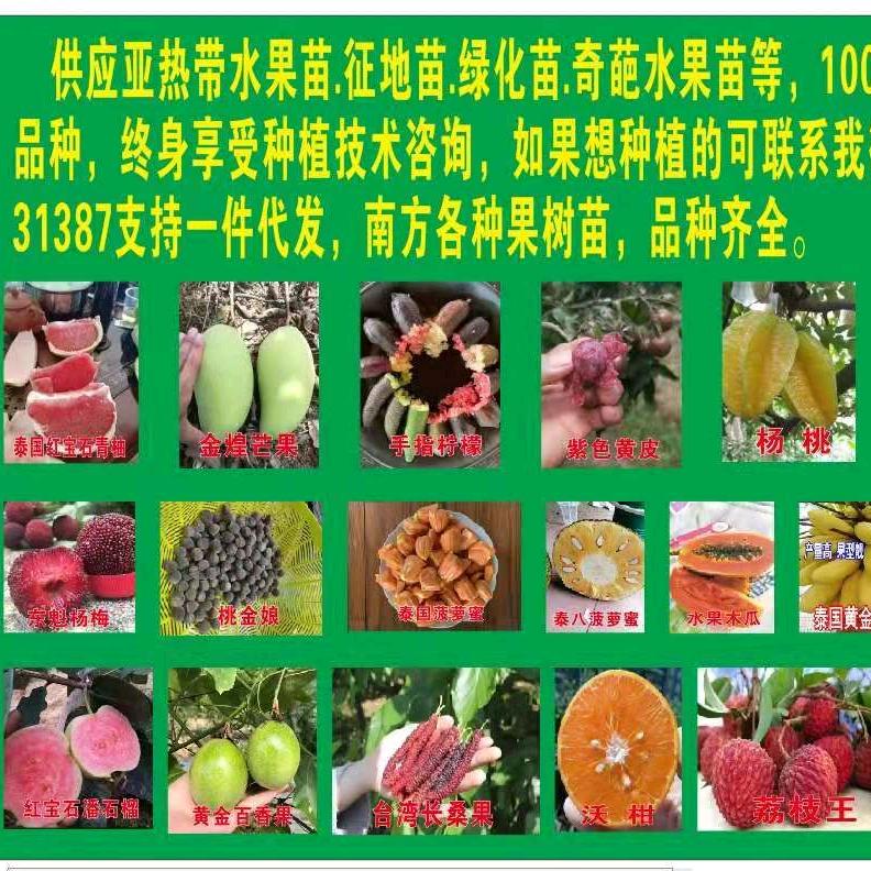 四季果苗种植场