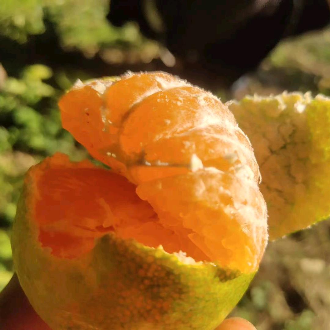 刘光祖生态果园-景德镇橘子哥