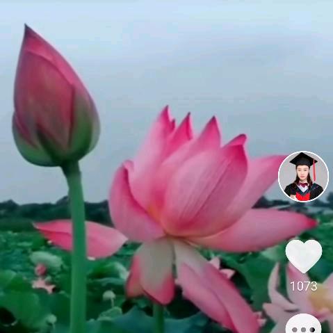 ❤冰心❤